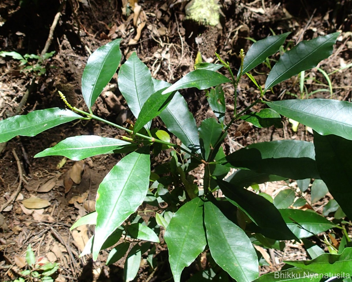 Excoecaria oppositifolia Griff.